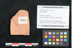 Foto (Objekt + Etikett) von Plantae indet.  (NHMW-GEO-2024-0188-8055)